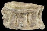 Cretaceous Fossil Fish (Xiphactinus) Vertebra - Kansas #113024-1